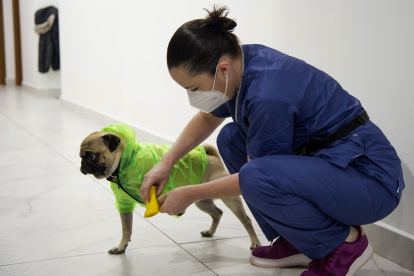 Psychologist and neuropsychologist Lucia Ledesma Torres puts protective equipment on to her dog Harley, aka El Tuerto, to prevent the spread of the new coronavirus, COVID-19, in Mexico City, on May 13, 2020. - Harley, a three-year-old Pug puppy, is part of the Psychiatry, Paidopsychiatry, Psychology and Neuropsychology service of the 20 de Noviembre National Medical Center, one of the public hospitals assigned by the government to care for patients with the new coronavirus. As a co-therapist, Harley, gives support and emotional assistance to doctors and nurses, who have already spent at least 50 days in the first line treating patients with COVID-19. (Photo by CLAUDIO CRUZ / AFP)