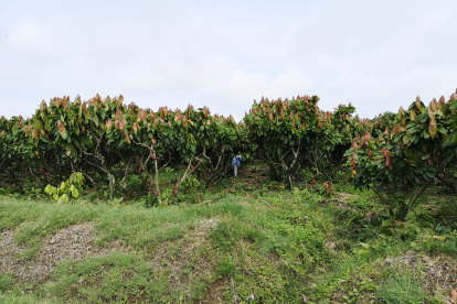 Las cooperativas tienen mucho impacto en el sector rural