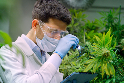 La industria del cáñamo fomentaría varias plazas de trabajo.