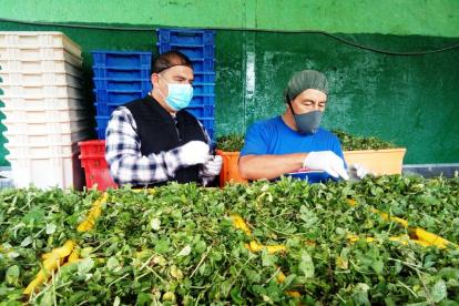 La producción de las plantas medicinales que se usan para elaborar la horchata ayuda a la economía familiar.