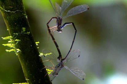 Investigadores de la  Universidad San Francisco de Quito, la Universidade de Vigo (España), la Universidad de São Carlos (Brasil) han descubierto una nueva especie de libélula en la selva amazónica de Ecuador.
