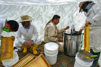 Los pequeños apicultores llevan cinco años como parte de un proyecto que les permite llevar el sustento a sus familias.