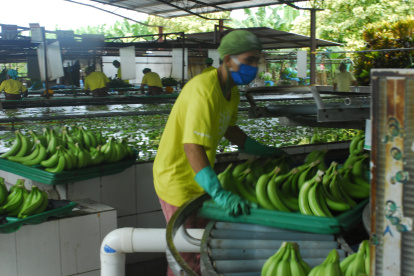 El empaque de banano no tiene problemas.