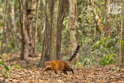 Naturaleza. Fotografía captapa en Cerro Blanco, uno de los pulmones de Guayaquil y donde se encuentran decenas de especies.