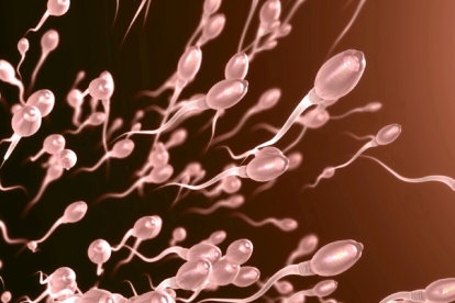 Cada espermatozoide contiene 37,5 MB de información.