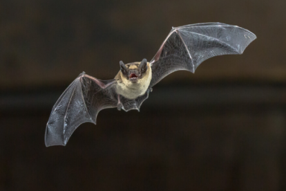 Este murciélago, conocido comúnmente como roseto, es un animal emblemático en Nueva Caledonia.