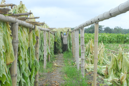 El el recinto La Porfía dejaron de sembrar tabaco.