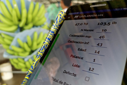 El pesaje es clave para conocer la productividad.