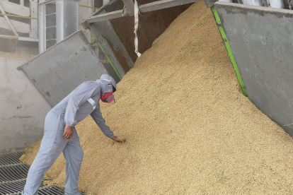 Las plantas de arroz no dejan de trabajar en Yaguachi