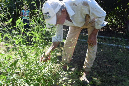Telmo Vite, de 88 años, junto a la planta dice que desde niño ha tomado la infusión para mantenerse saludable.