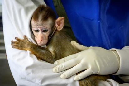 Un empleado de laboratorio sostiene en brazos a un bebé de mono en el Centro Nacional de Investigación de Primates de Tailandia, en la Universidad de Chulalongkorn, en Saraburi, el 23 de mayo de 2020.