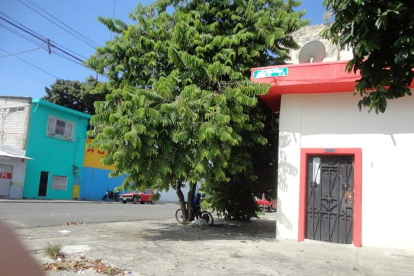 Uno de los árboles que se deben podar en el barrio Garay, en Guayaquil, y que sus ramas están topando los cables de energía eléctrica.