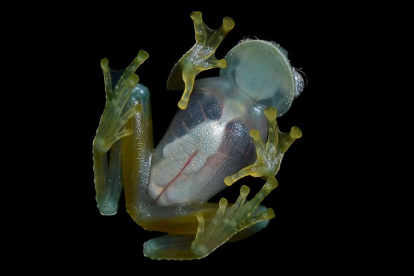 No se trata de un capricho de la naturaleza, la transparencia de esta rana tiene una razón de supervivencia esencial.