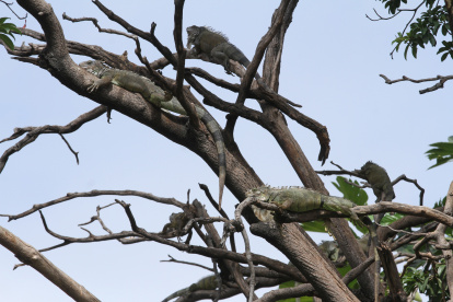 En el parque Seminario hay alrededor de 200 iguanas.