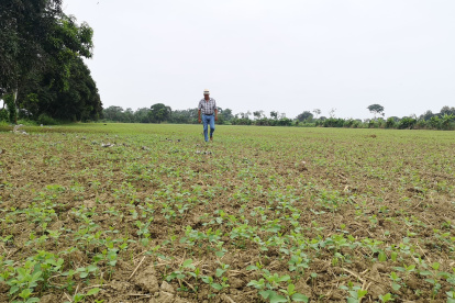 Washington Núñez produce soja en la vía Babahoyo-Montalvo.