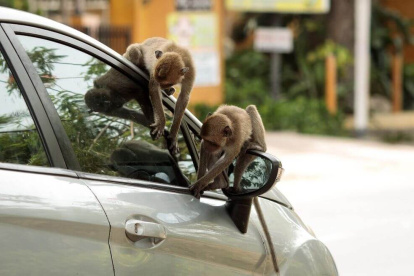 Referencial. Aunque se ha detectado coronavirus en algunos animales, no se ha demostrado que estos trasmitan el virus a seres humanos.