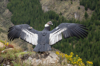 La liberación de Iguiñaro se produjo en una zona considerada como un santuario para el cóndor andino de Ecuador.