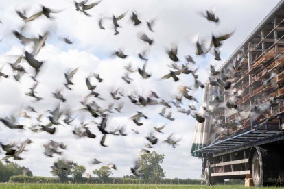 Las carreras de palomas es el primer deporte que se practica en suelo inglés desde marzo.