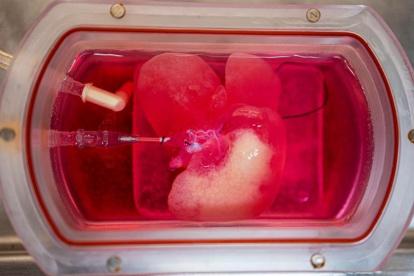 Un minihígado creado desde células de piel humana convertidas en células de hígado especializadas.