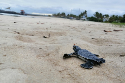 ISLAS GALÁPAGOS. En fotografía cedida por el Parque Nacional Galápagos (PNG), se observan a una tortuga recién nacidas camino hacia el mar el 31 de mayo de 2020 en Playa Grande en la Isla Isabela.