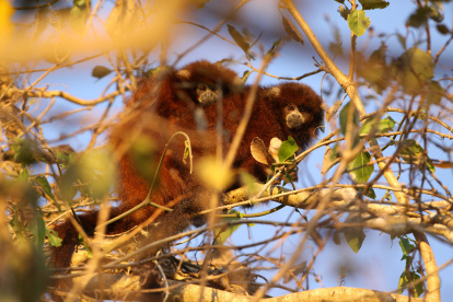 Las especies amenazadas por el hombre son como el ladrillo de una casa. Si desaparecen, la casa de derrumbará.