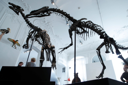 Two dinosaur skeletons, an Allosaurus and a Camptosaurus discovered in Wyoming, are reconstructed ahead of an auction at Artcurial auction house in Paris, France, November 13, 2018. REUTES/Charles Platiau
