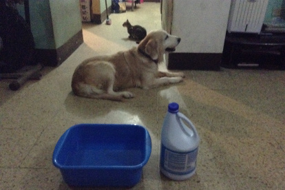 Los médicos recomiendan cuidar a las mascotas cuando se utilicen productos químicos de limpieza en el hogar y evitar en lo posible que queden a su alcance.