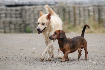 Hecho. En la imagen, dos de los doce canes que esperan que una familia decida integrarlos a su hogar.