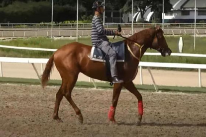 El ejemplar ganó las dos primeras carrera de la Triple Corona del año 2016, en general en 15 participaciones logró 8 primeros.