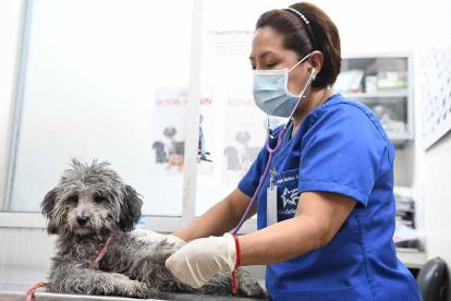 Foto referencial de una veterinaria atendiendo a un perro.