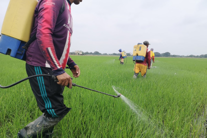En Los Ríos se prueba una semilla peruana.