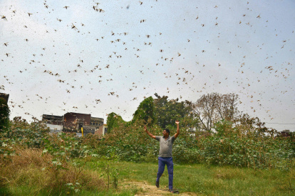 ALLAHABAD. Un hombre camina bajo la sombra que generan las langostas, que invaden no solo las zonas agrícolas de Paquistán e India, sino a media docena de países de África Oriental.