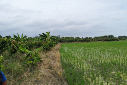 El arroz se ha vuelto a sembrar en Jujan.
