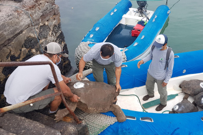 GALÁPAGOS. Funcionarios del parque nacional cargan en un bote 15 quelonios, entre ellos al famoso Diego, para repatriarlos a la isla Española.