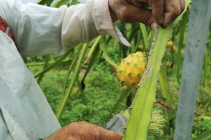 La pitahaya tiene pocos mercados.