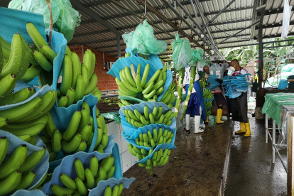 El frío baja la calidad del banano.