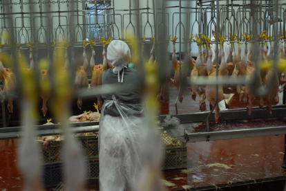 La carne de pollo es la proteína más barata.