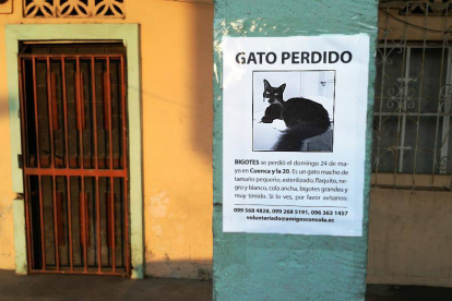 Bigotes se perdió el 24 de mayo y la fundación Amigos con cola aún lo busca.