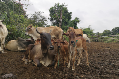 La vaca de Héctor Cordero con sus terneros gemelos.
