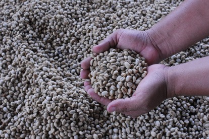 El café robusta no despegó en Ecuador como se esperaba