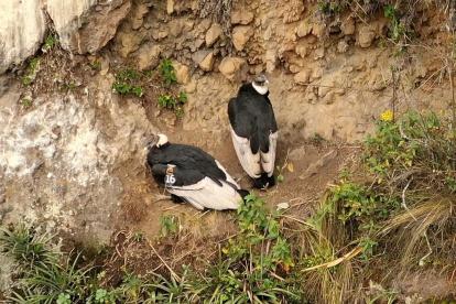 Iguiñaro y su pareja se encuentran bien alimentados y estarían adoptando actitudes reproductivas.
