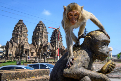 LOPBURI. Un macaco trepa una estatua de mono frente al templo budista Prang Sam Yod en esta ciudad, a 155 km al norte de la capital Bangkok.