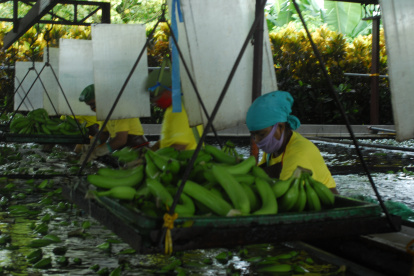 El banano es la fruta más demandada en Europa.