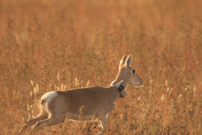 El confinamiento brinda la oportunidad para analizar el impacto humano en  el comportamiento de los animales