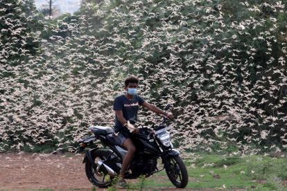 Enjambres de langostas vistos volando en Bhopal, India, 14 de junio de 2020. Las langostas atacaron varias partes de Rajastán y destruyeron los cultivos e interrumpieron la vida cotidiana en muchas ciudades y ahora la pesadilla de las langostas se extiende a Maharashtra, Uttarpradesh y Pujnab y Haryana también es