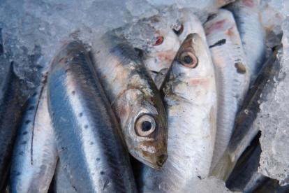 El 58% de las sardinas y el 60% de anchoas del Mediterraneo Occidental ha ingerido microplásticos.