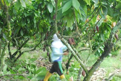 BanEcuador, ex Banco de Fomento, privilegia el crédito al agro.