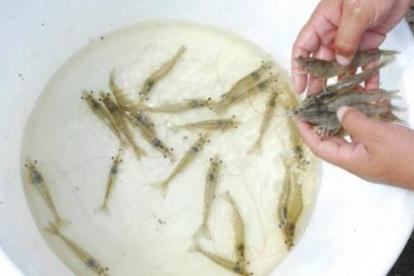 El camarón fue el principal producto de exportación.