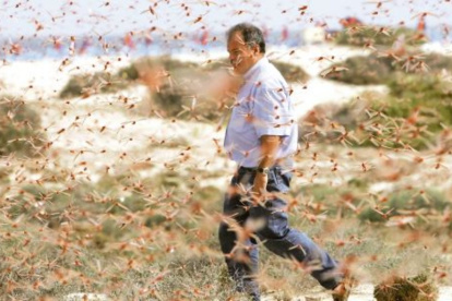 La plaga de la “langosta” ha ocasionado graves daños económicos debido a sus invasiones desde hace siglos.