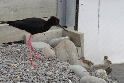 Aumenta población de ave en estado crítico en Nueva Zelanda.